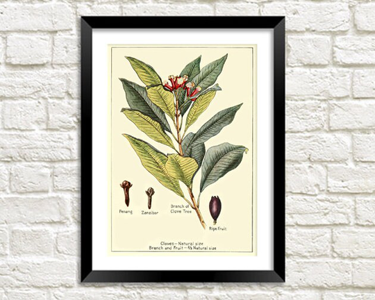 Cloves Plant Print Vintage Botanical Herb Art Illustration