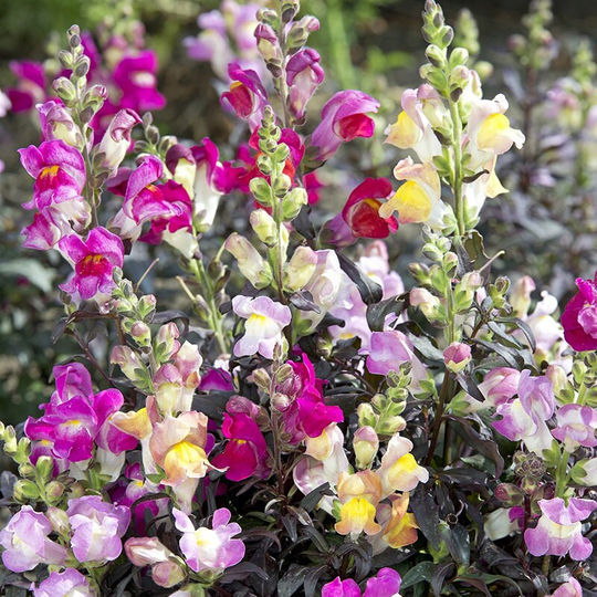 50+ Snapdragon Twilight Mix Seeds