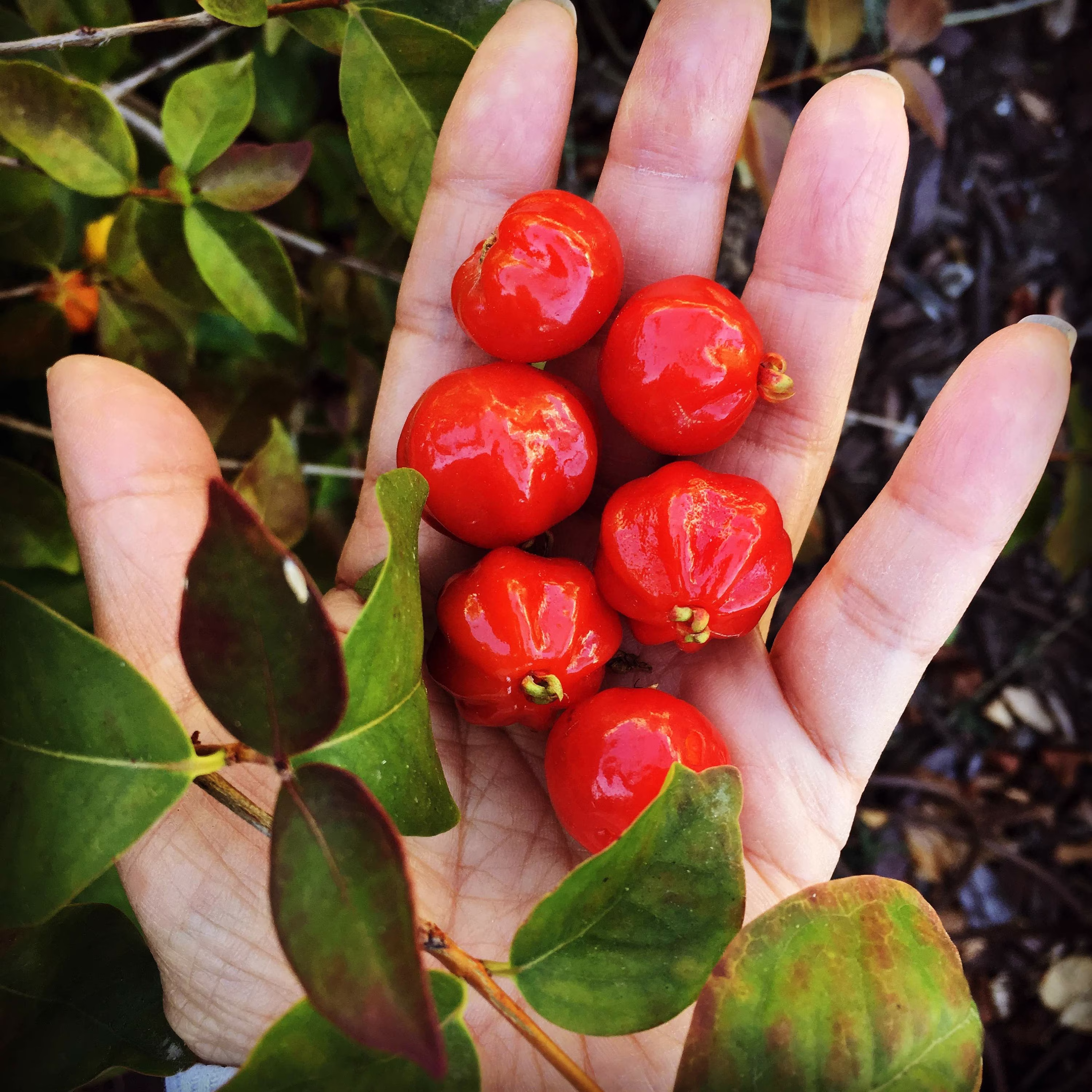 Brazilian Surinam Cherry Florida Cherries Pumpkin Cherry - 4 Seeds Per Order. Distinct Sweet/Sour/Clovey Flavr & Not Like A Typical