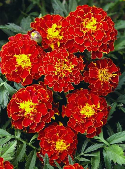Flower Seeds Marigold Carmen