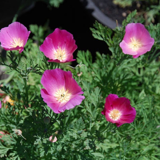 California Poppy Purple Gleam Seeds Annual Flowering Non Gmo For Planting | 201444