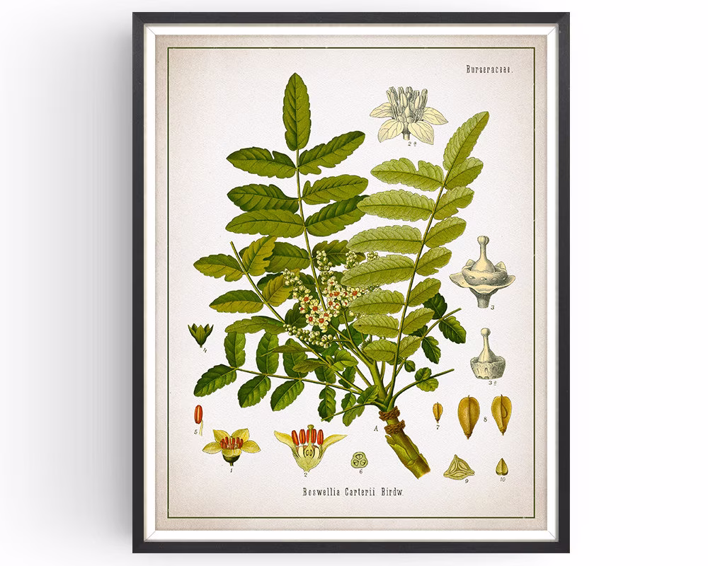 Frankincense - Botanical Print Vintage Aromatherapy Art Medicinal Plant Botany Kitchen Decor Unframed