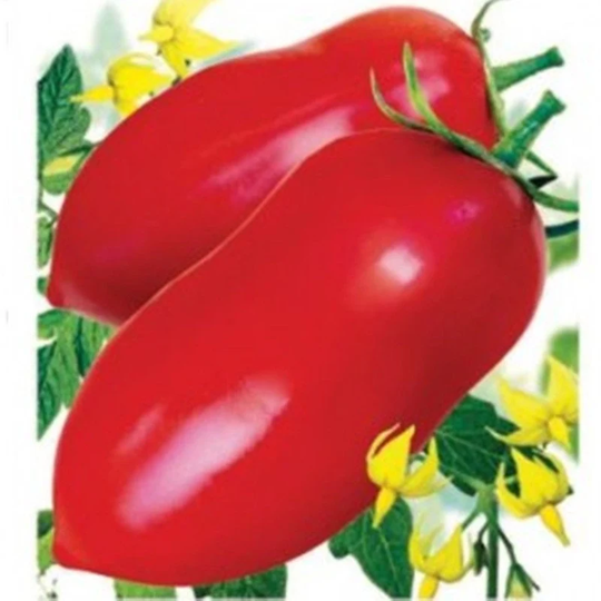 Tomato Colonnade Seeds Heirloom Non Gmo For Planting | 203564
