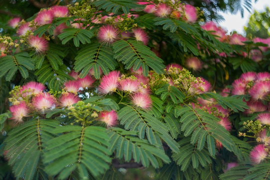 30 New Mimosa Silk Tree Seeds, Albizia Julibrissin, Very Showy & Attractive Flowering