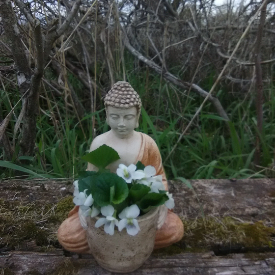 Small Buddha in Meditation Cactus Planter/statue