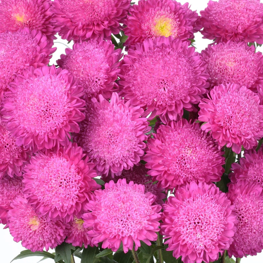 Aster Seeds 50 Bonita Pink Cut Flower