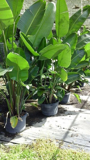 Fresh Bird Of Paradise Seeds
