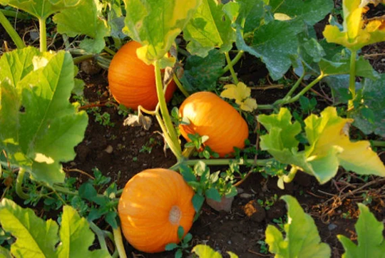 Organic Jack Be Little Pumpkin Seeds | Non - Gmo