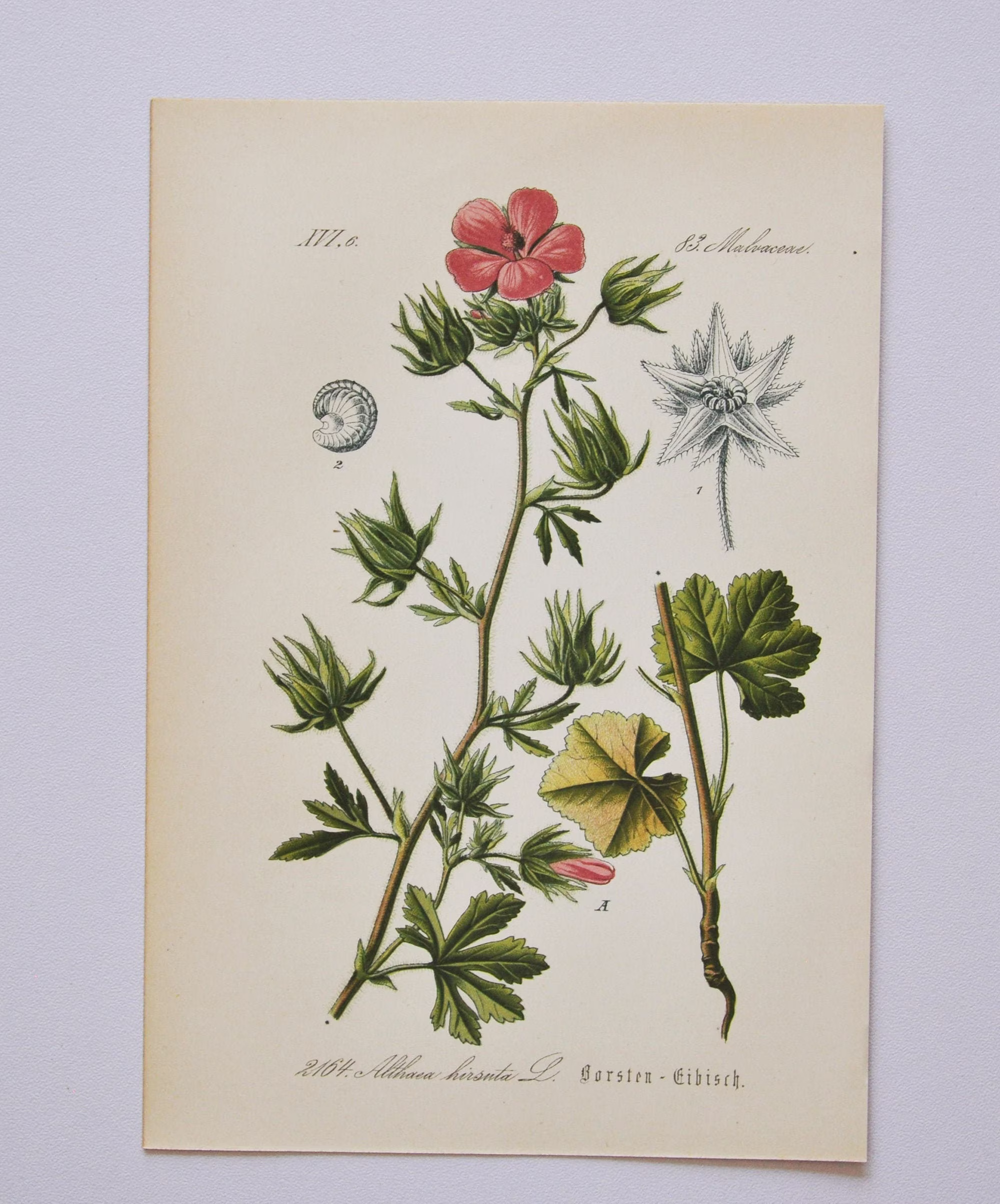 Hispid Marshmallow Print - Original Antique Botanical 1880S Althaea Hirsuta | Plant Flower Garden Seed Hollyhock Herb Perennial Pink