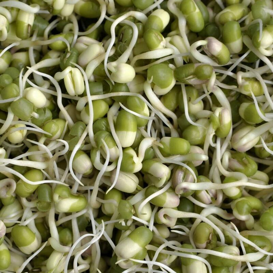 Vegetable seeds, sprouted - mung beans, at least 30 g per pack.