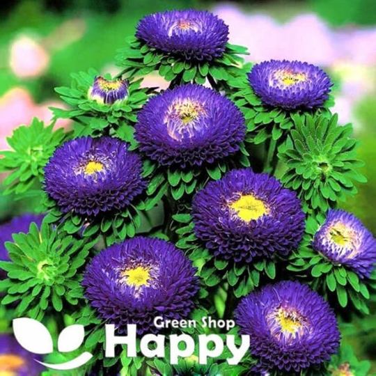 Aster Tall Montezuma Dark Blue - 100 Seeds Callistephus Chinensis
