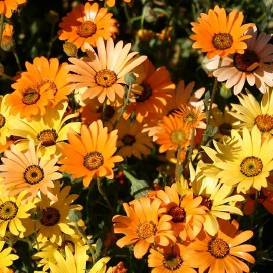 Usa Seller African Daisy 100 Seeds Heirloom Dimorphotheca Sinuata