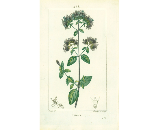 1814 Oregano Antique Herbalism Print Plant Natural History Botanical Botany Wall Art Framing Home Decor