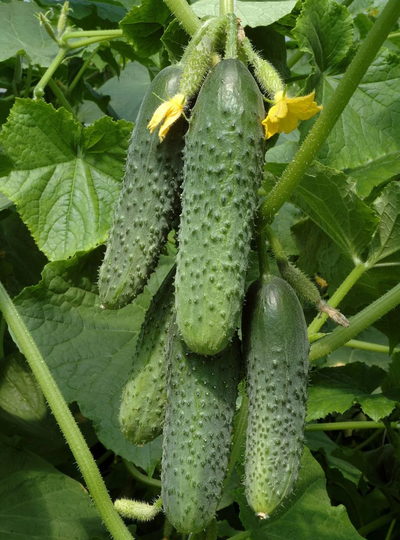 Cucumber Seeds Kurazh