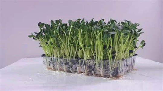 Sprouting Seeds - Organic- With Tray | Kit