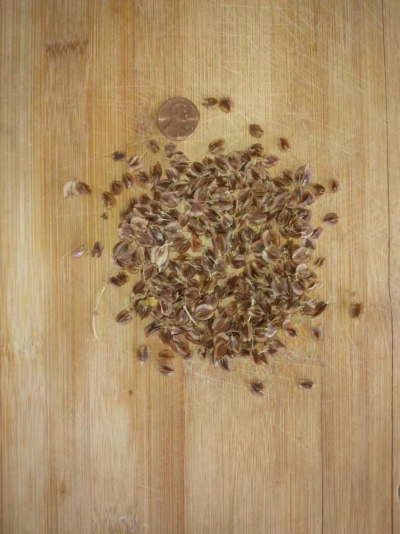 50 Rhubarb Seeds Organically Grown Victoria Heirloom
