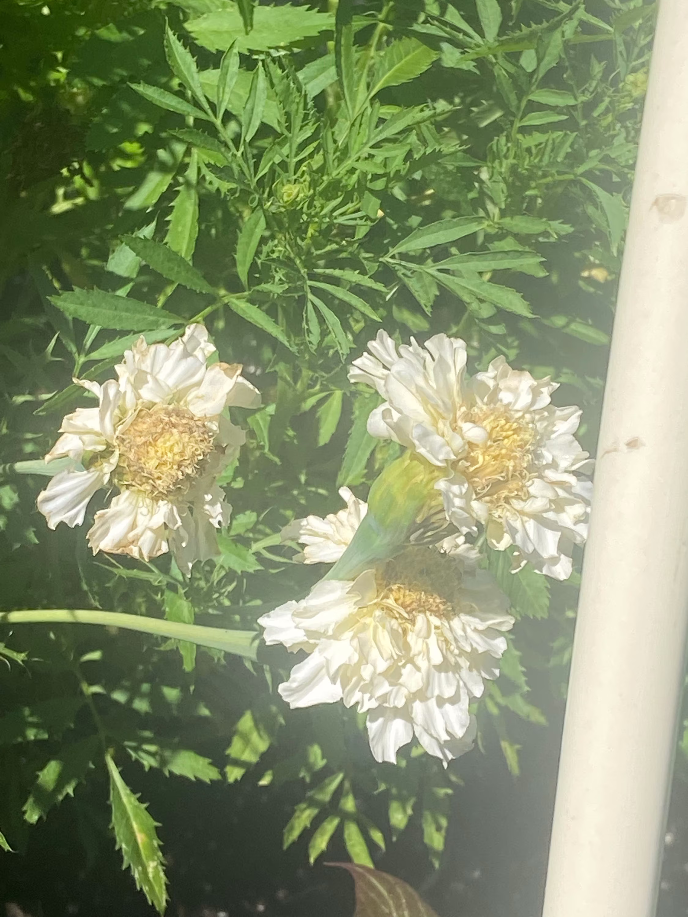 Marigold Kilimanjaro White Heirloom Seed 30