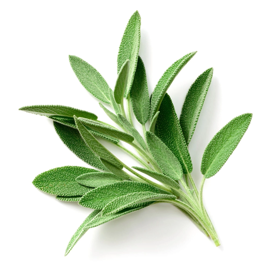 Herb Plants - Sage