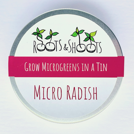 Grow Your Own Peppery Micro Radish Microgreens In A Tin