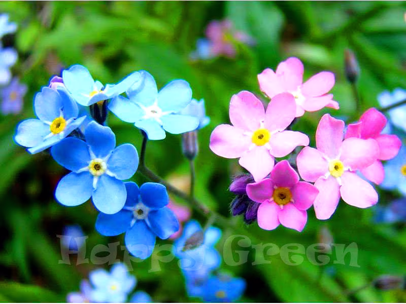 Forget Me Not Alpine - 1000 Seeds Myosotis Alpestris Perennial Flower Pink White Blue Mix