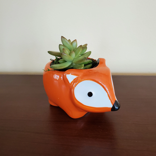Fox Animal Planter With Sedum Firestorm Succulent, Live Plant in 5