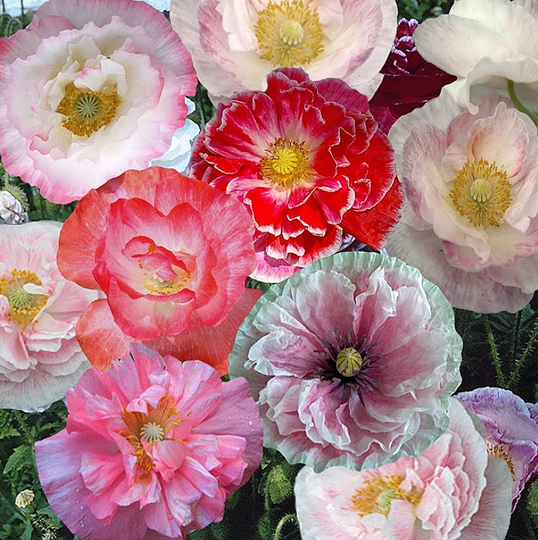 Papaver Shirley Poppy Double Mixed Seeds - 6400 Organic Flower Seed