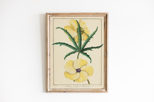 Art Print | Yellow Hibiscus Art Print Vintage Botanical Painting Antique Herbal Ketmia Heritage Illustration