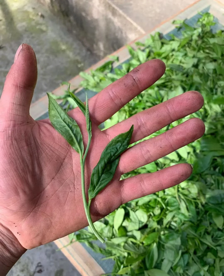 2021 Handmade Organic Green TeaKui Jian, 125G