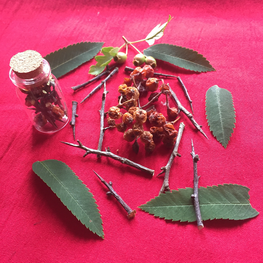 20 Blackthorn Hawthorn Rowan Protection Collection Thorns