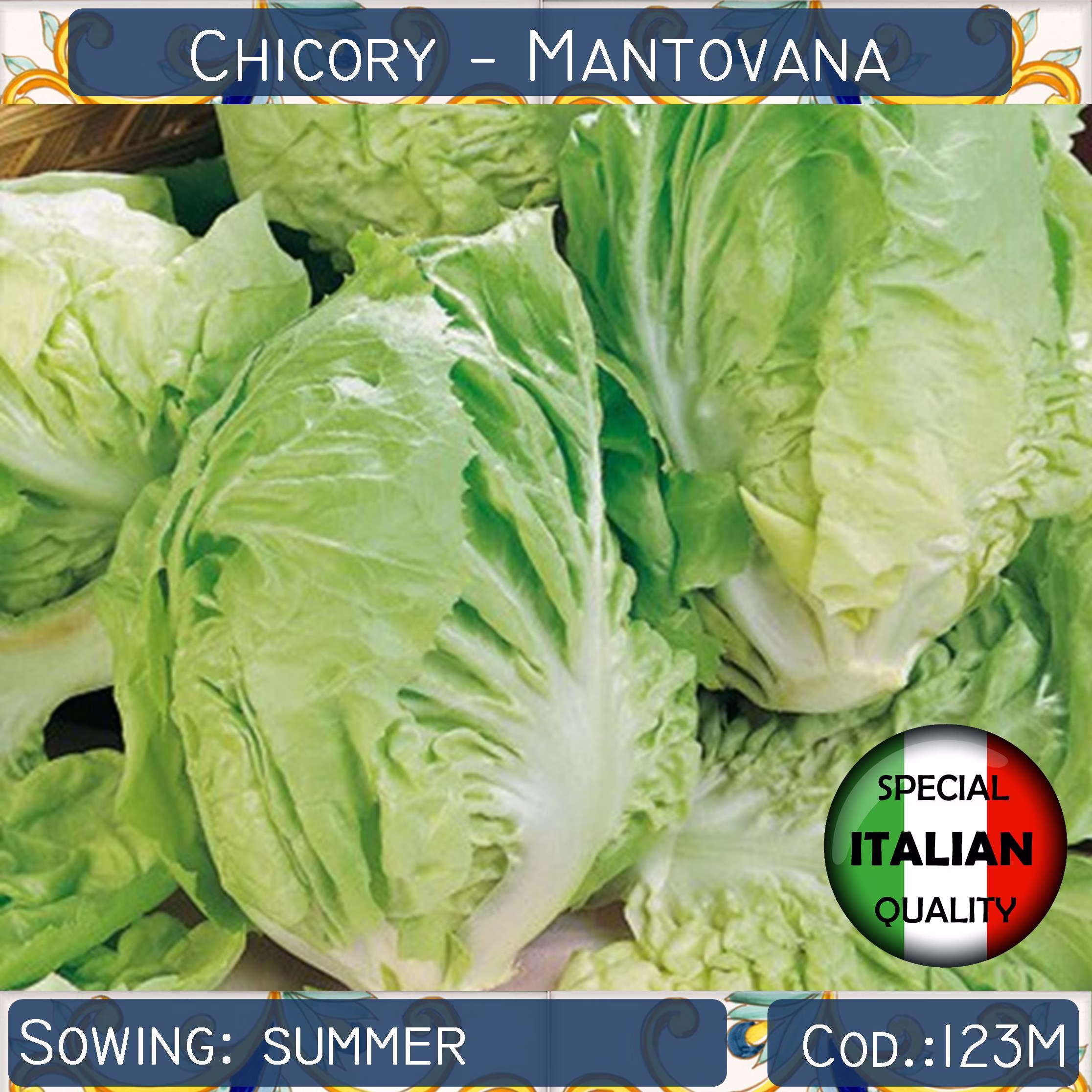 300+ Chicory Mantovana Seeds, Sweet Italian Vegetable Non Gmo #123M