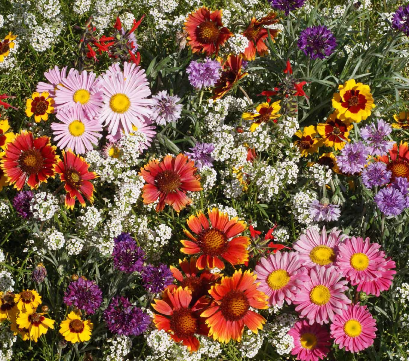 100 Seeds - Bird & Butterfly Seed Mixture-Pv644 - Attracts Hummingbirds Songbirds To Your Garden