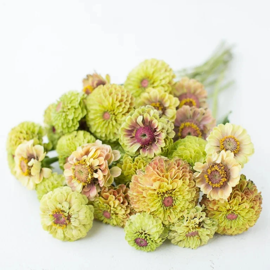 Queen Lime Blush Zinnia Seeds | An Easy To Grow Rare Novelty Cut Flower