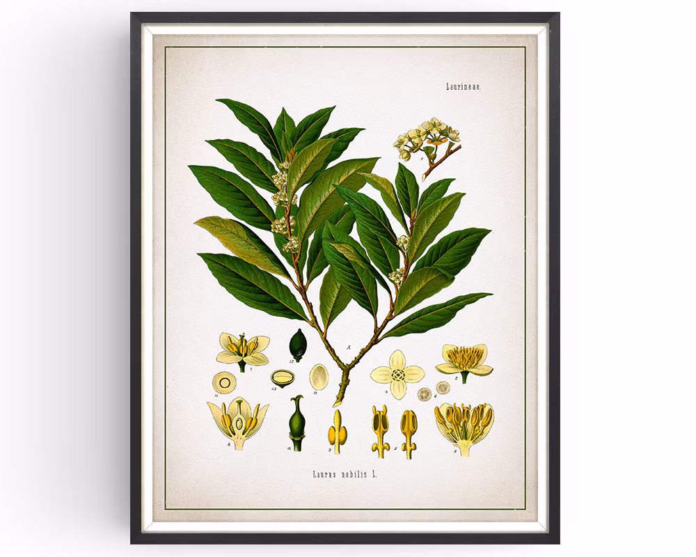 Bay - Botanical Print Vintage Medicinal Plant Botany Decor Art Kitchen Herb Unframed