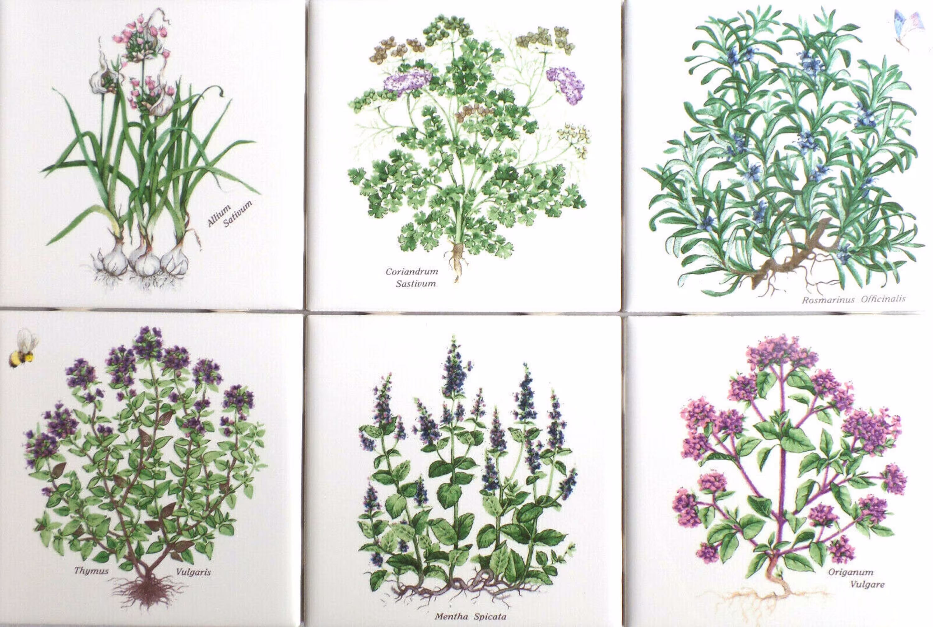 Botanical Herb Ceramic Tiles Set 6/4.25