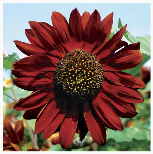 Velvet Queen Sunflower Seeds