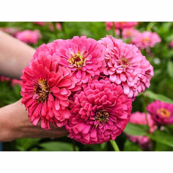 Zinnia "Illumination