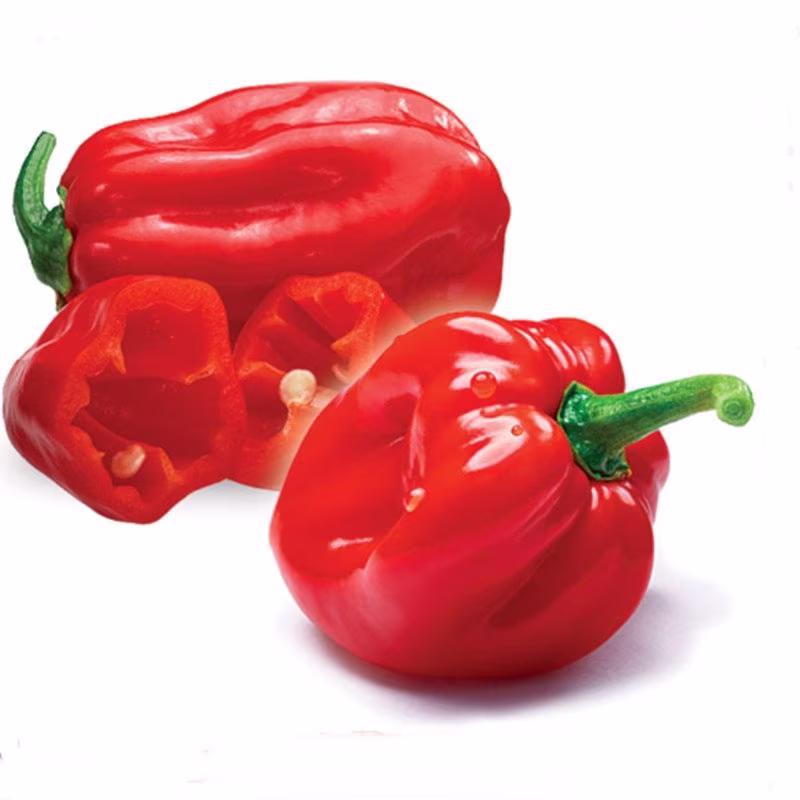 Chili Pepper Red Dominica Seeds Heirloom Non Gmo For Planting | 204617