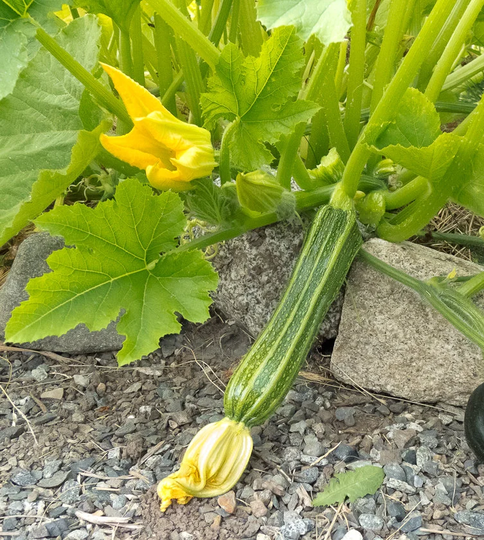 Zucchini Squash Costata Romanesca Heirloom Seed 25