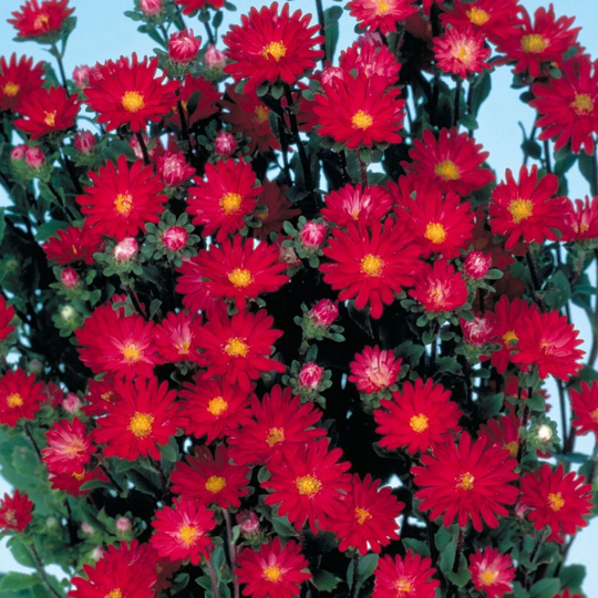 Aster Seeds 50 Serenade Scarlet Cut Flower