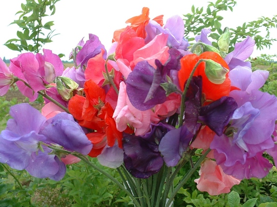 Sweet Pea Bouquet Mixture, 25 Seeds, Larger Blooms, Cut Flower