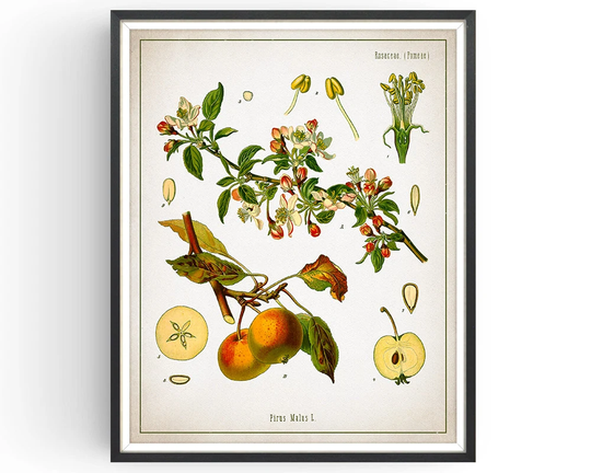 Apple Print - Botanical Vintage Aromatherapy Art Medicinal Plant Botany Kitchen Decor Unframed