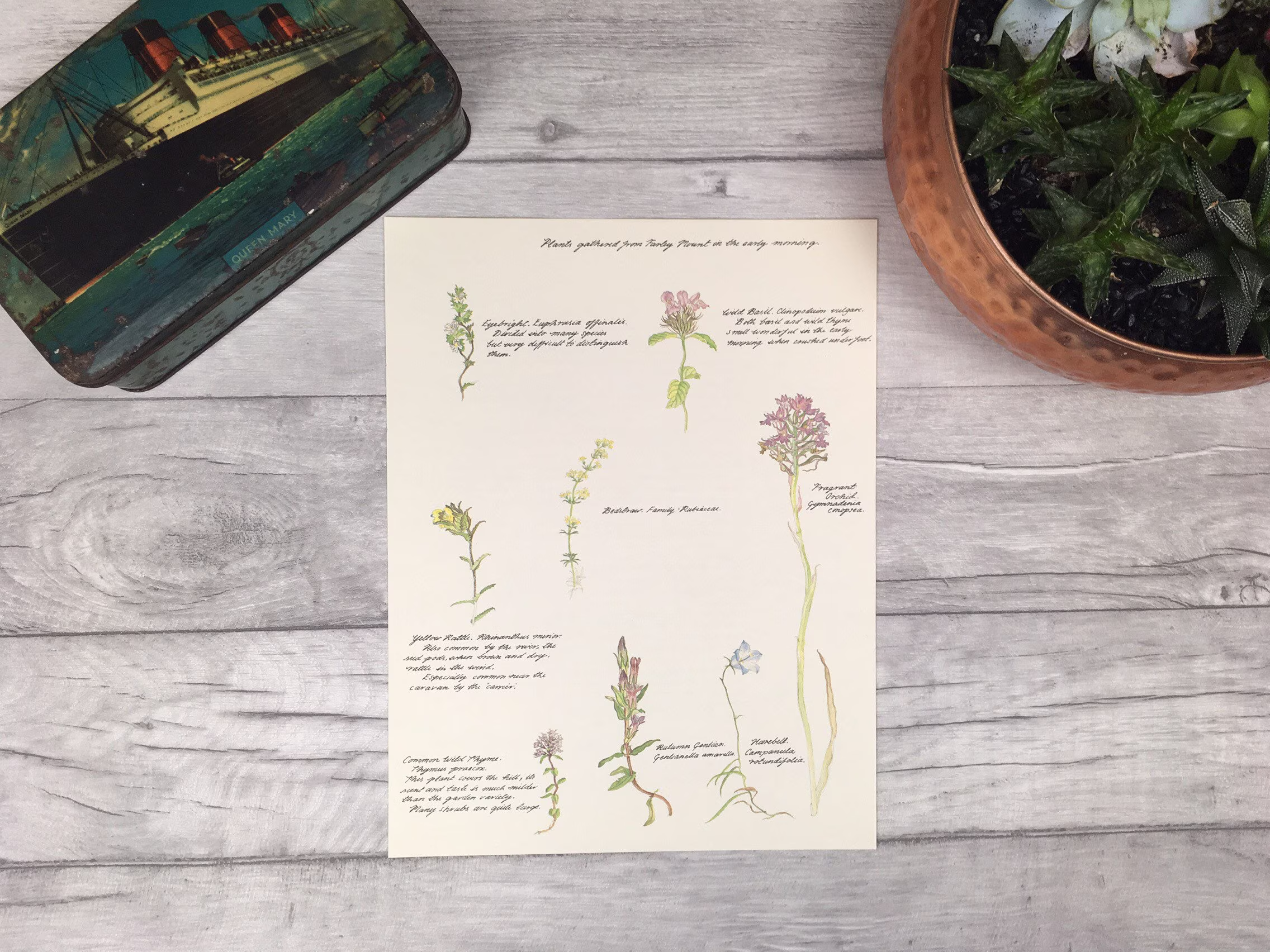 Botany Print British Wildflowers Country Garden - English Herb Kitchen