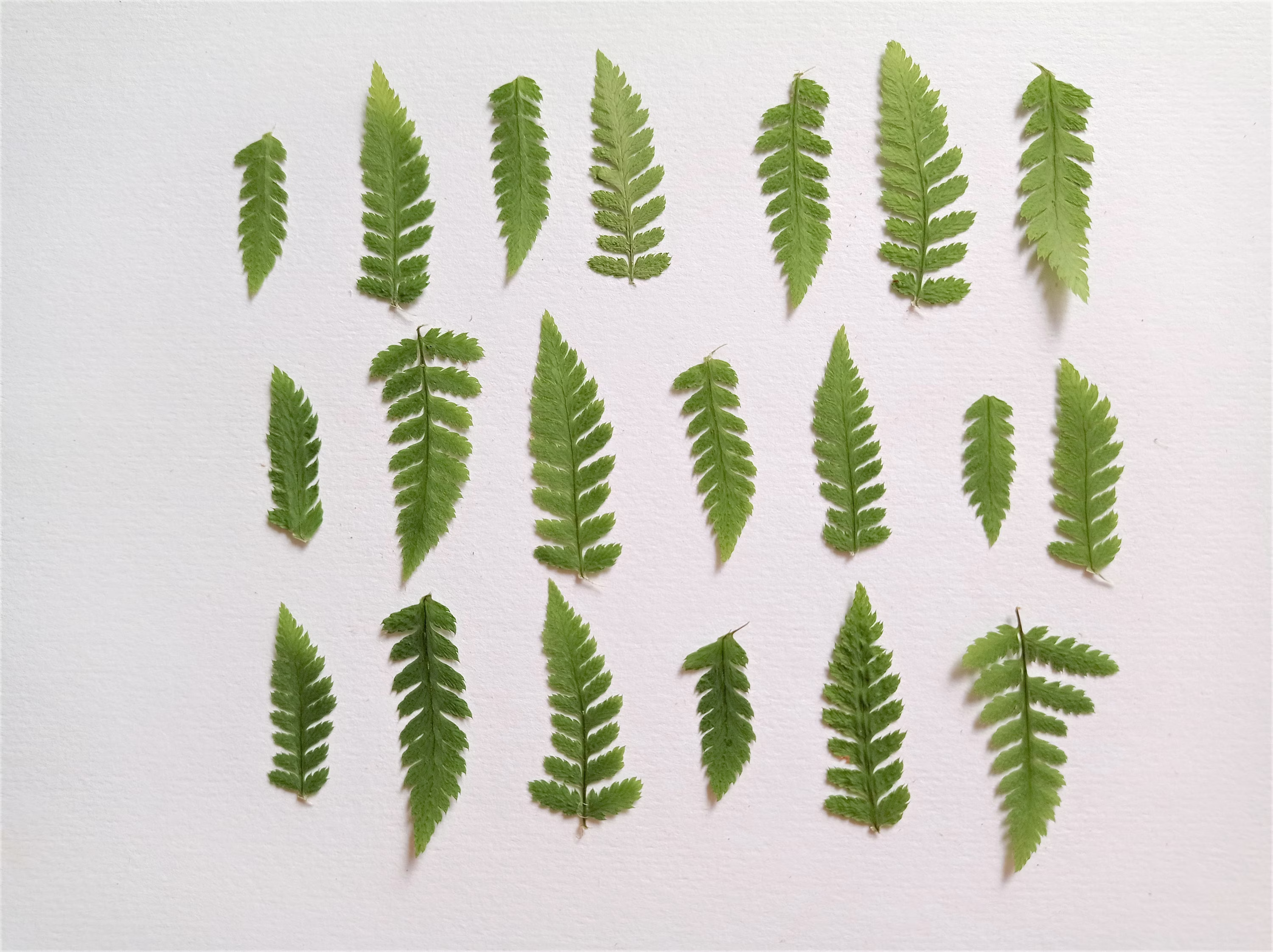 Tiny Pressed Fern Leaves 20Pcs, Real Small Wild Dried Mini Feathers Leaf For Craft Projects
