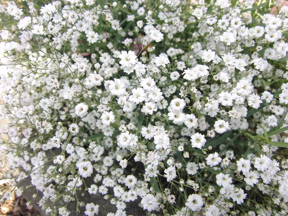 Gypsophila - Elegans X100 Seeds, Useful For Cut Flower, Hardy Perennial, Fairy Flower Seeds