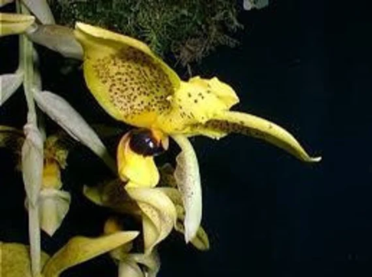 stanhopea Wardii V. Aureum X Self, Amoena