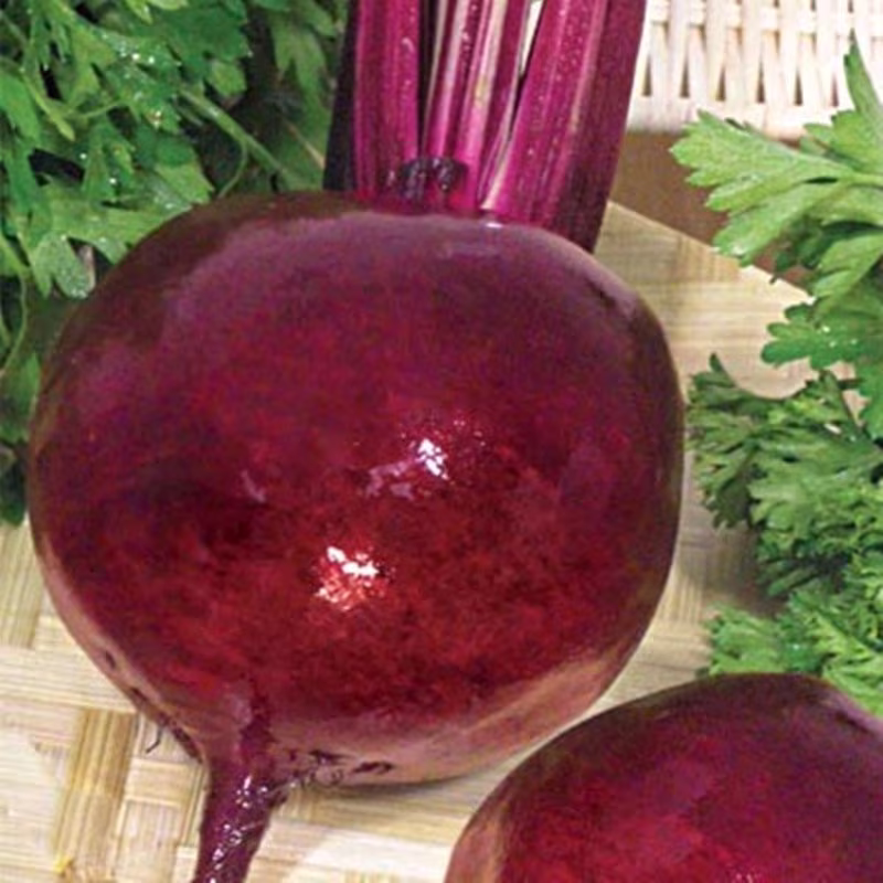 Beetroot Nokhovskaya Seeds Heirloom Non Gmo For Planting | 201926