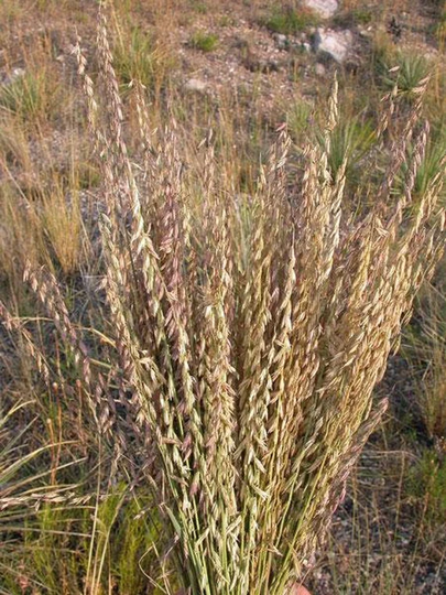 Bouteloua Curtipendula | Sideoats Grama Or Grass 20 Seeds