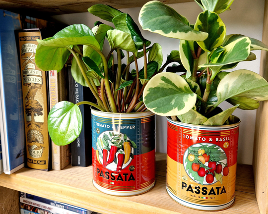 Retro Tomato Passata Tin Vintage Kitchen Storage, Small Basil House Plant Herb Planter