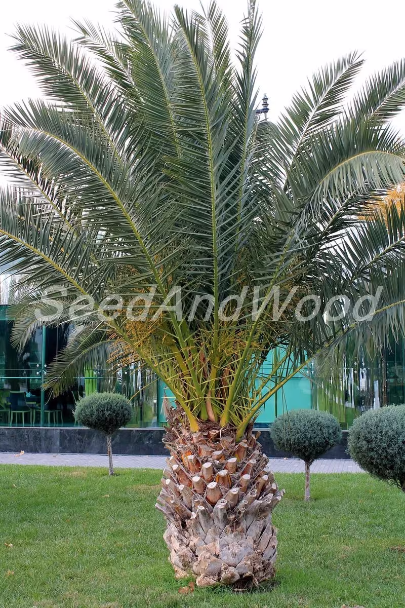 Palm Tree Seeds, Canary Date Palm, Organic Seeds - #363