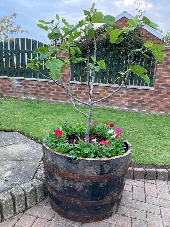 Whisky Barrel Planter - Reclaimed Oak Cask Planters Freshly Made To Order